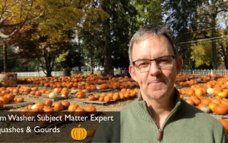 Top Pumpkin Uses for Halloween, Thanksgiving and Midterm Elections
